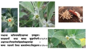 ashwagandha-withania-ayurveda heartofayurveda paris