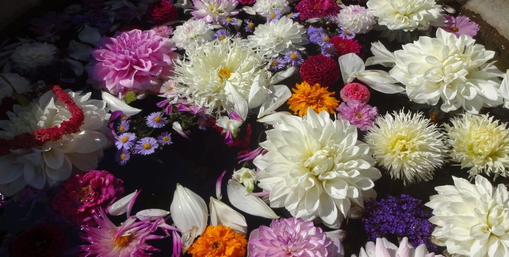 consultations soins ayurvédiques thérapie par les fleurs ayurveda paris