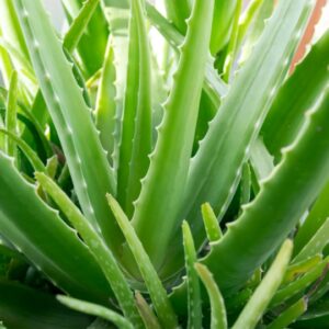 #aloe-verra #plante #feu #ayurveda #heartofayurveda #