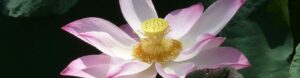 #Heartofayurveda #ayurvedaParis #ayurvedaCaen #Ayurveda fleur de lotus soins #consutationsayurvédiques #massages