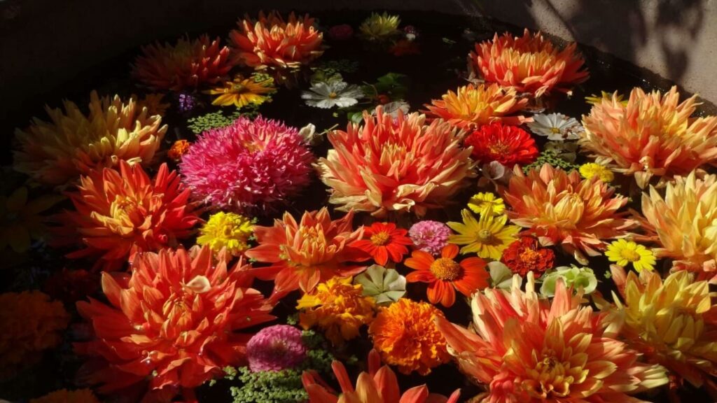 #ayurveda #massages ayurvédiques #sudations #AyurvedaParis #abhyanga #soinsayurvédiques #heartofayurveda #fleurs #Ayurveda