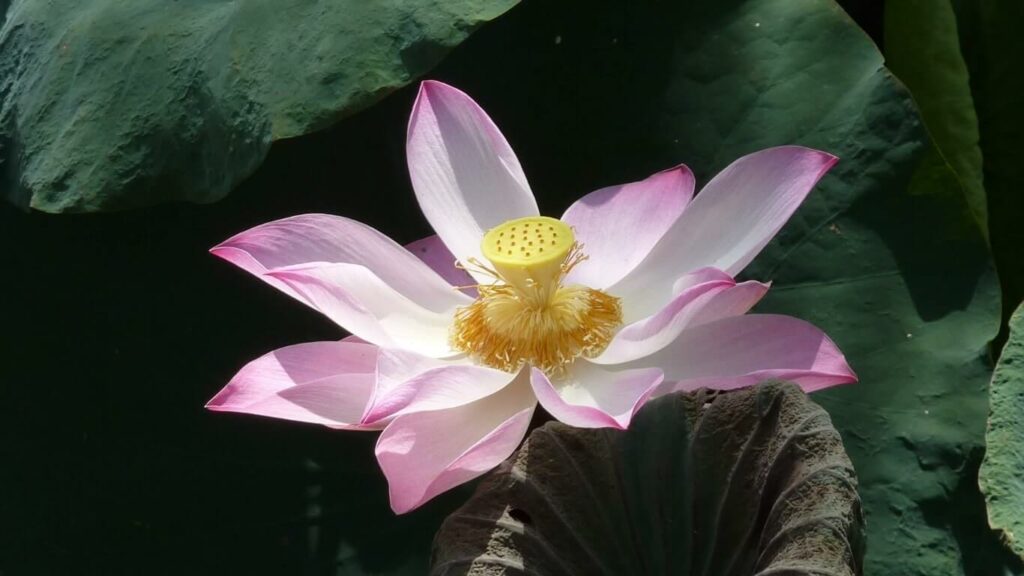 #Heartofayurveda #ayurvedaParis #ayurvedaCaen #Ayurveda fleur de lotus soins #consutationsayurvédiques #massages