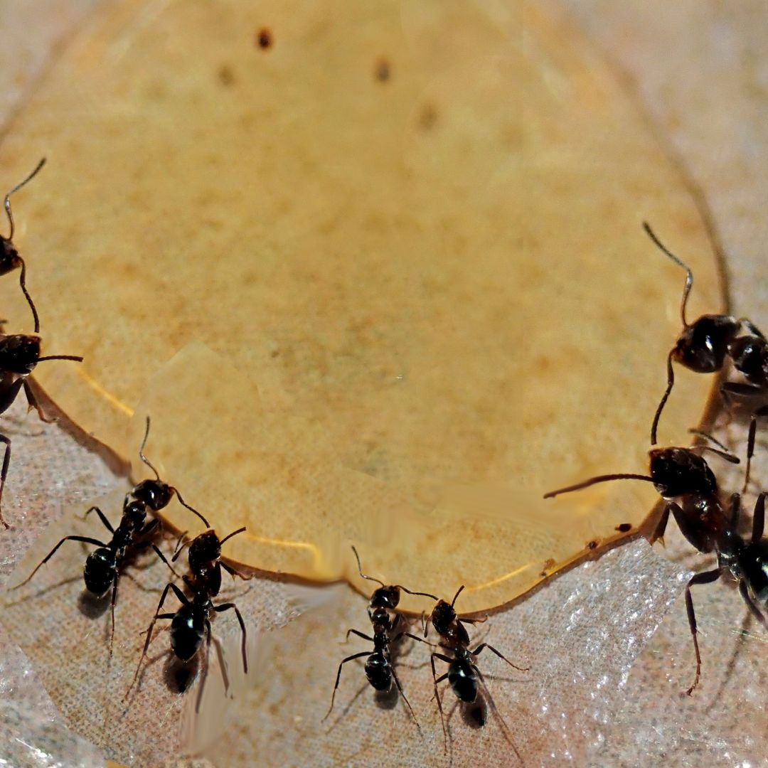 1 Secret Ayurvédique du Diabète ne Concerne pas que le Sucre. 1 diabète prameha ayurveda fourmis urine