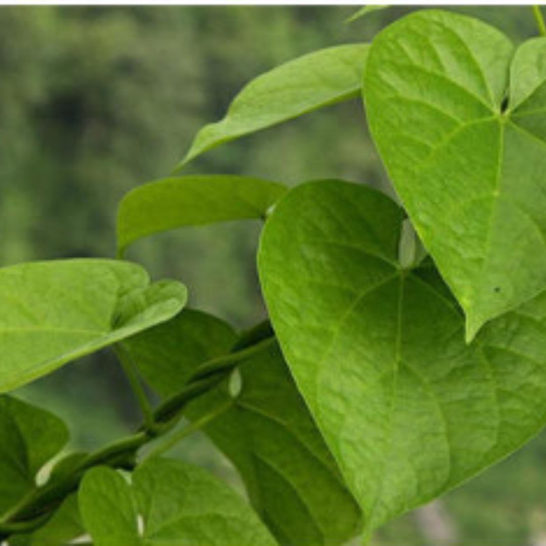 Guduchi : ce que cette plante ayurvédique fait vraiment, et ce qu'elle ne fait pas. 1 guduchi tinospora cordifolia ayurveda paris